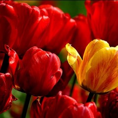پیازهای گلدارزیبا