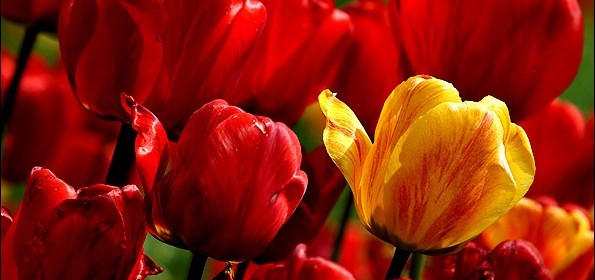 پیازهای گلدارزیبا