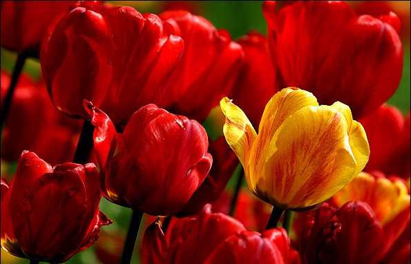 پیازهای گلدارزیبا