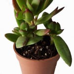 ساکولنت سایز 6