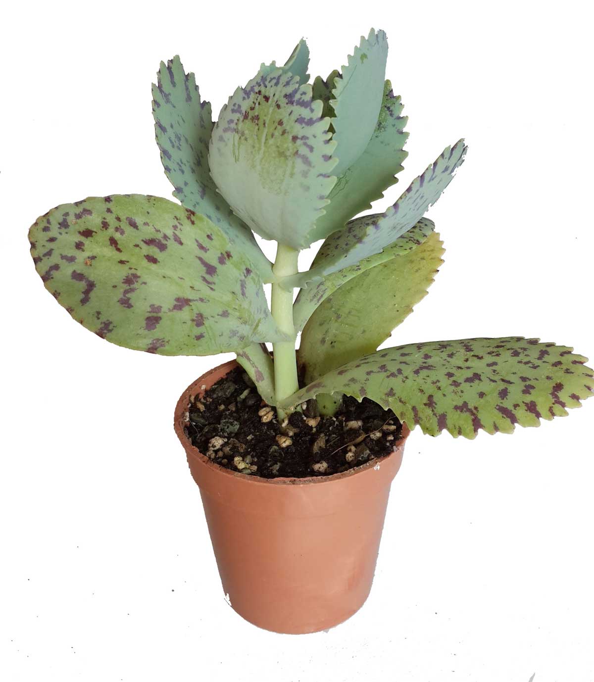 ساکولنت سایز 6