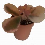 ساکولنت سایز 6