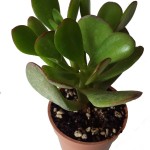 ساکولنت سایز 6