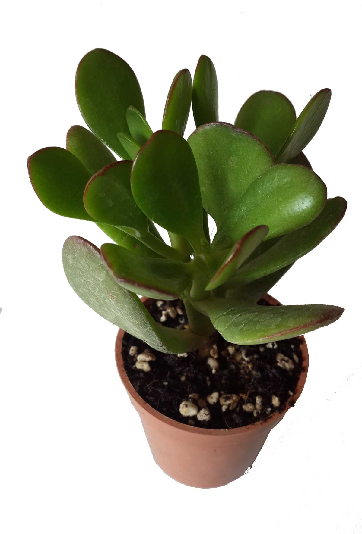 ساکولنت سایز 6