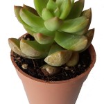 ساکولنت سایز 6