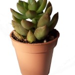 ساکولنت سایز 6