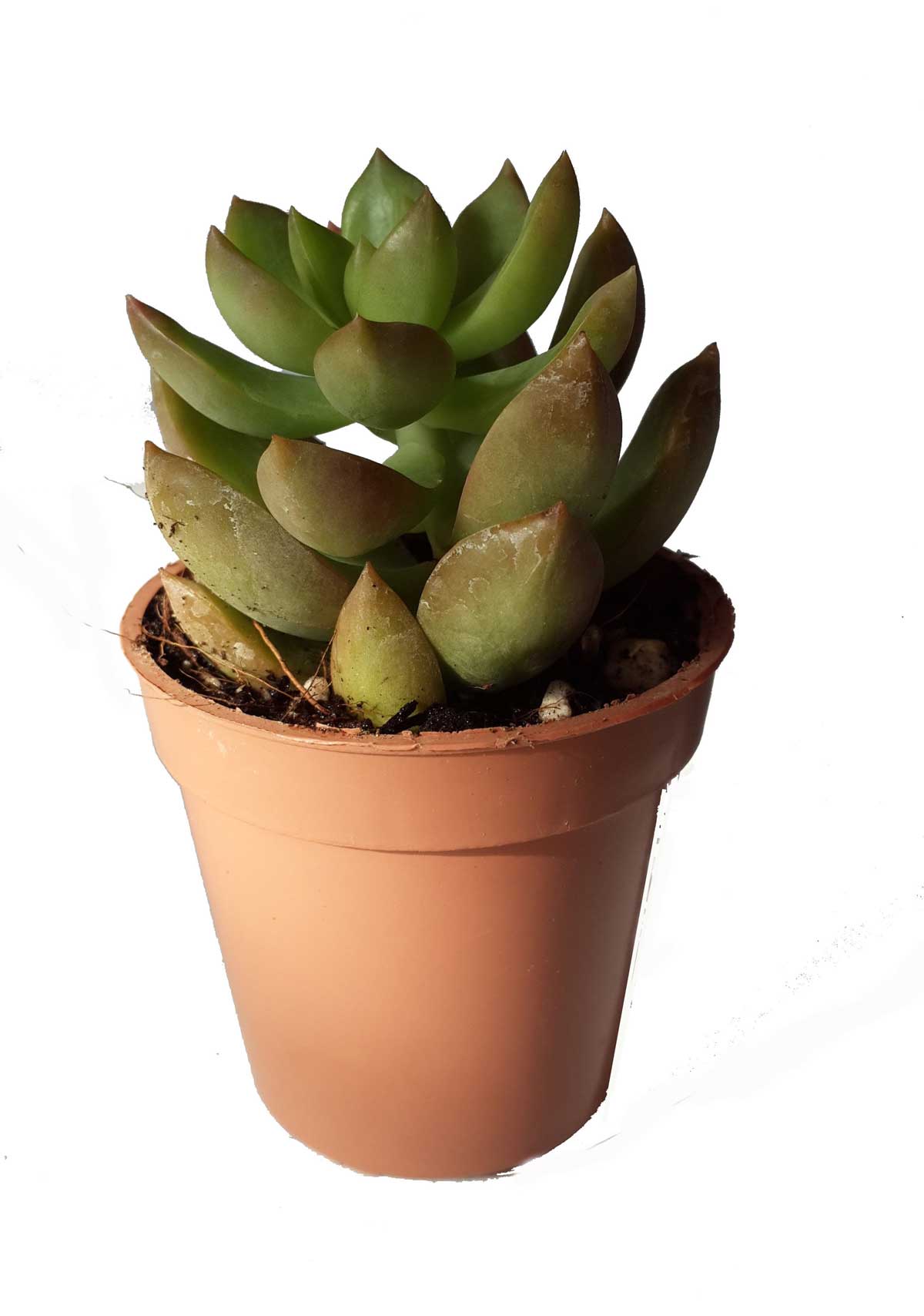 ساکولنت سایز 6