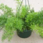 آسپاراگوس(مارچوبه)