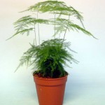 آسپاراگوس(مارچوبه)