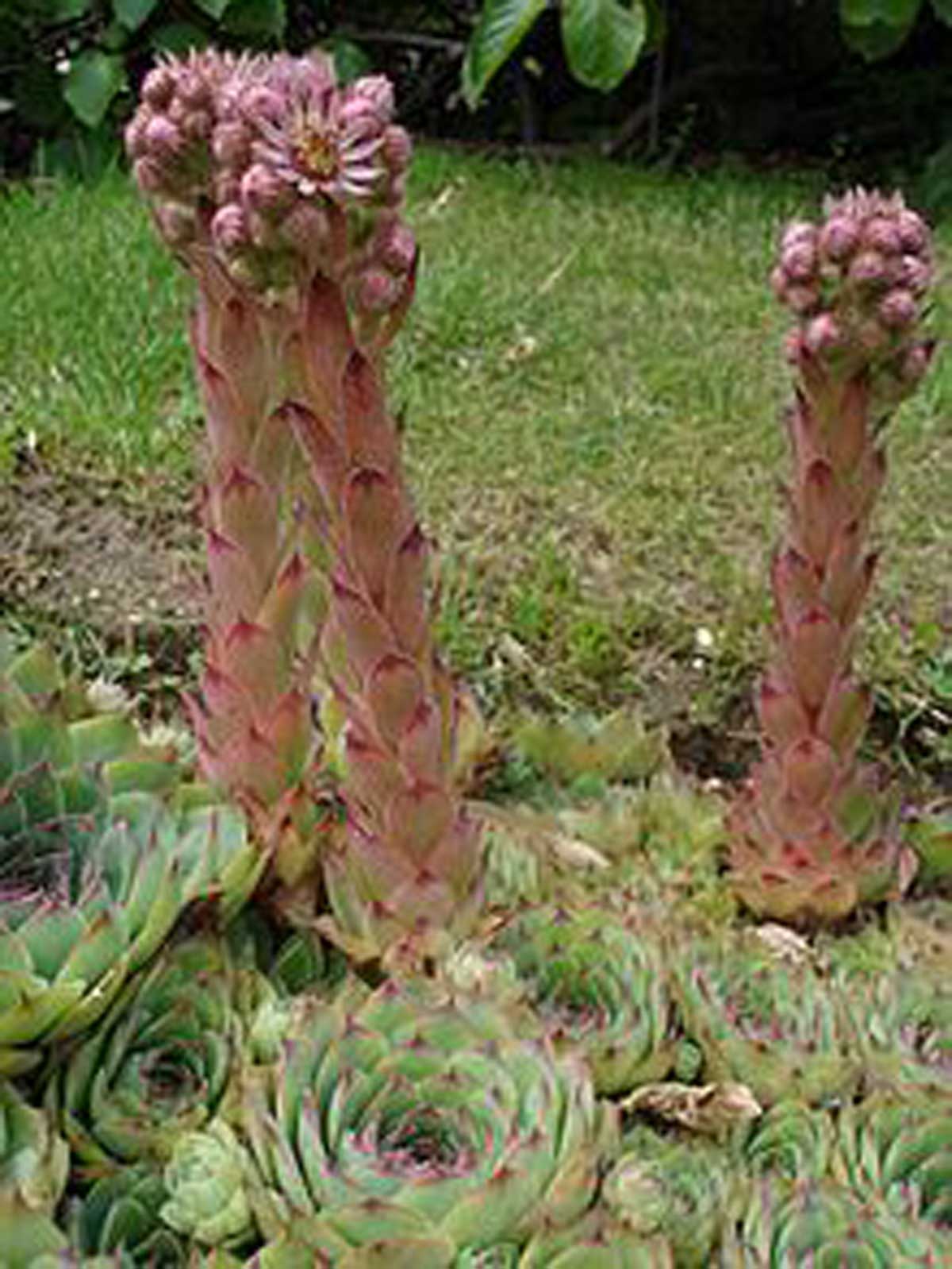 سمپرویوم