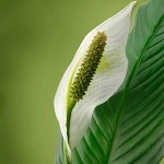 اسپاتی فیلوم