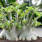 آدنیوم