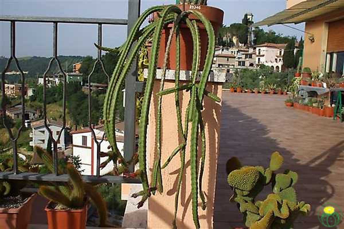 آپوروکاکتوس