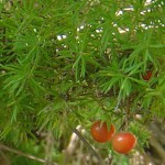 آسپاراگوس(مارچوبه)