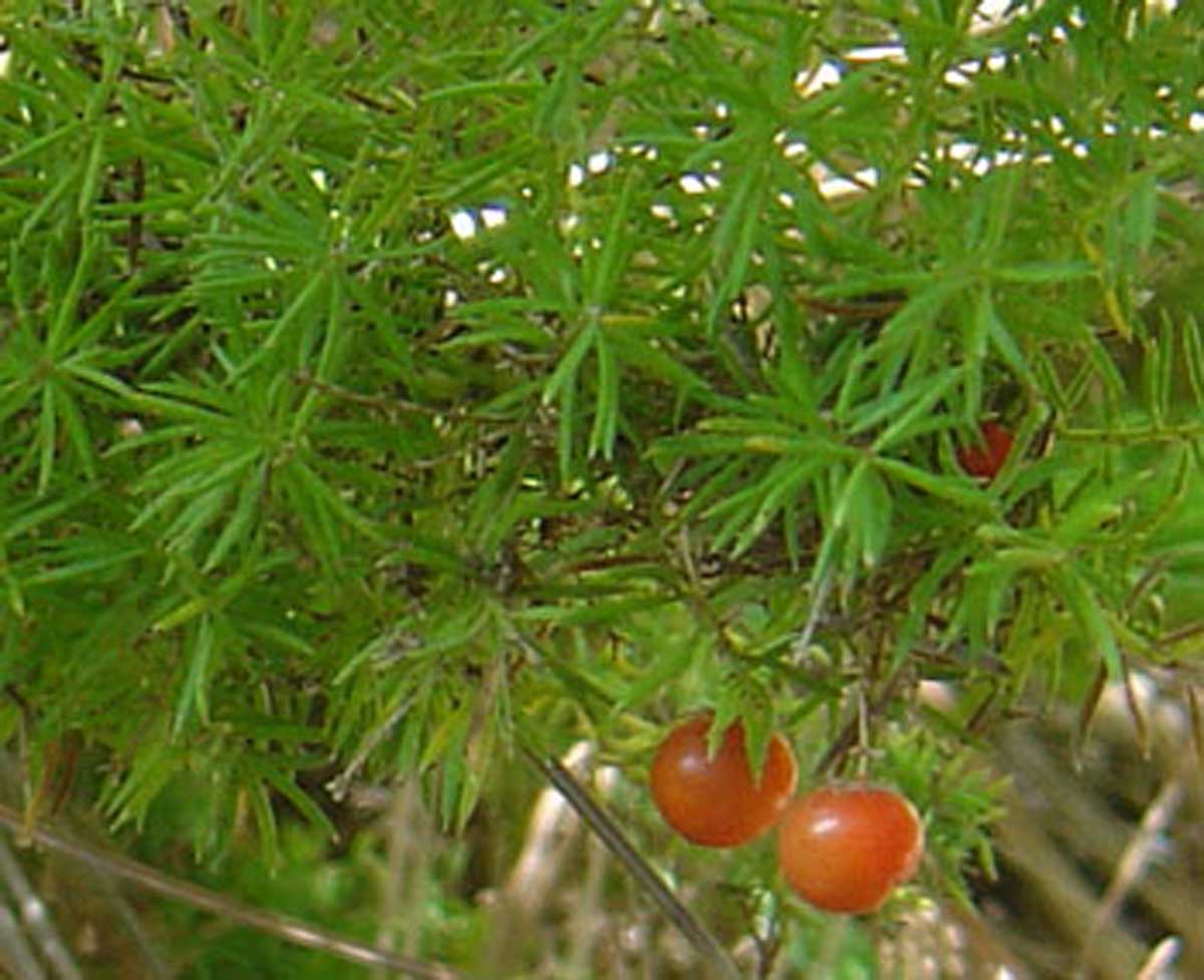 آسپاراگوس(مارچوبه)