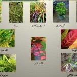 کروتون