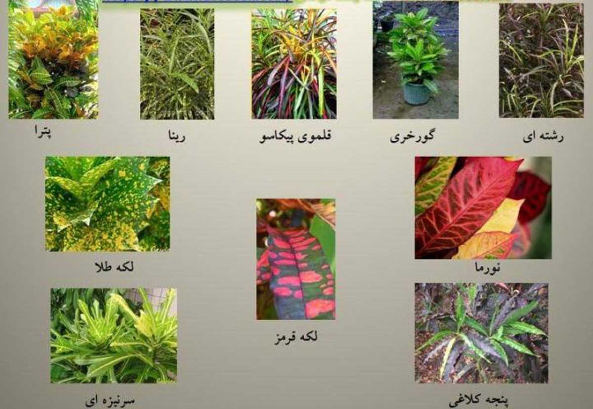کروتون