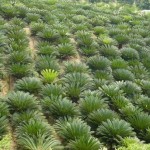 سیکاس