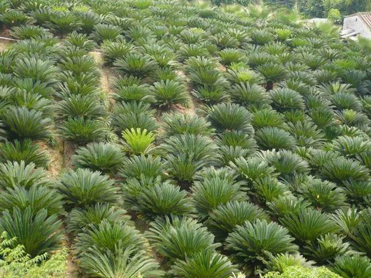 سیکاس