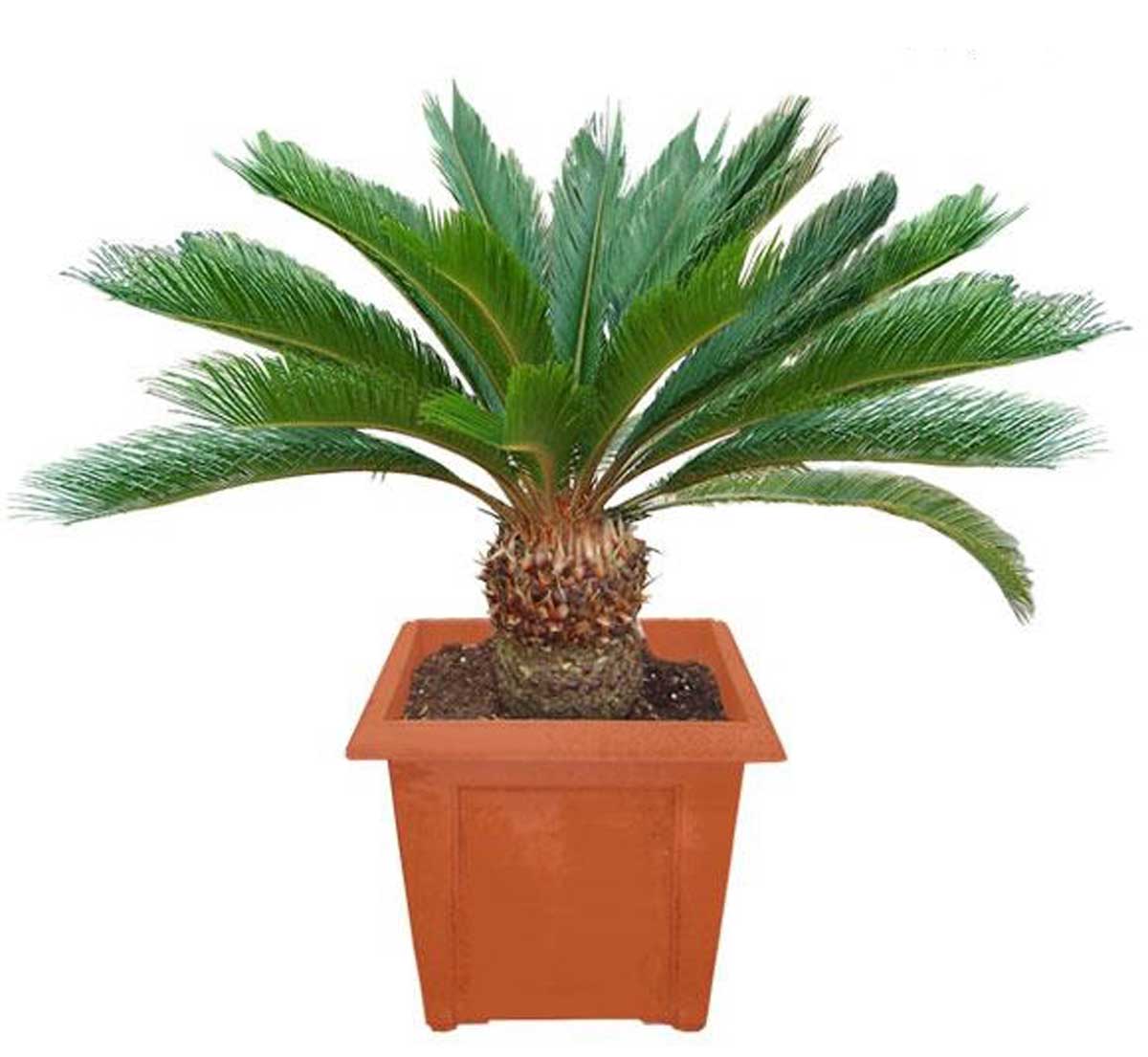سیکاس