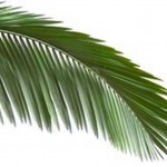 سیکاس