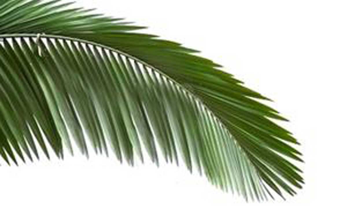 سیکاس