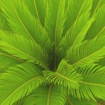 سیکاس