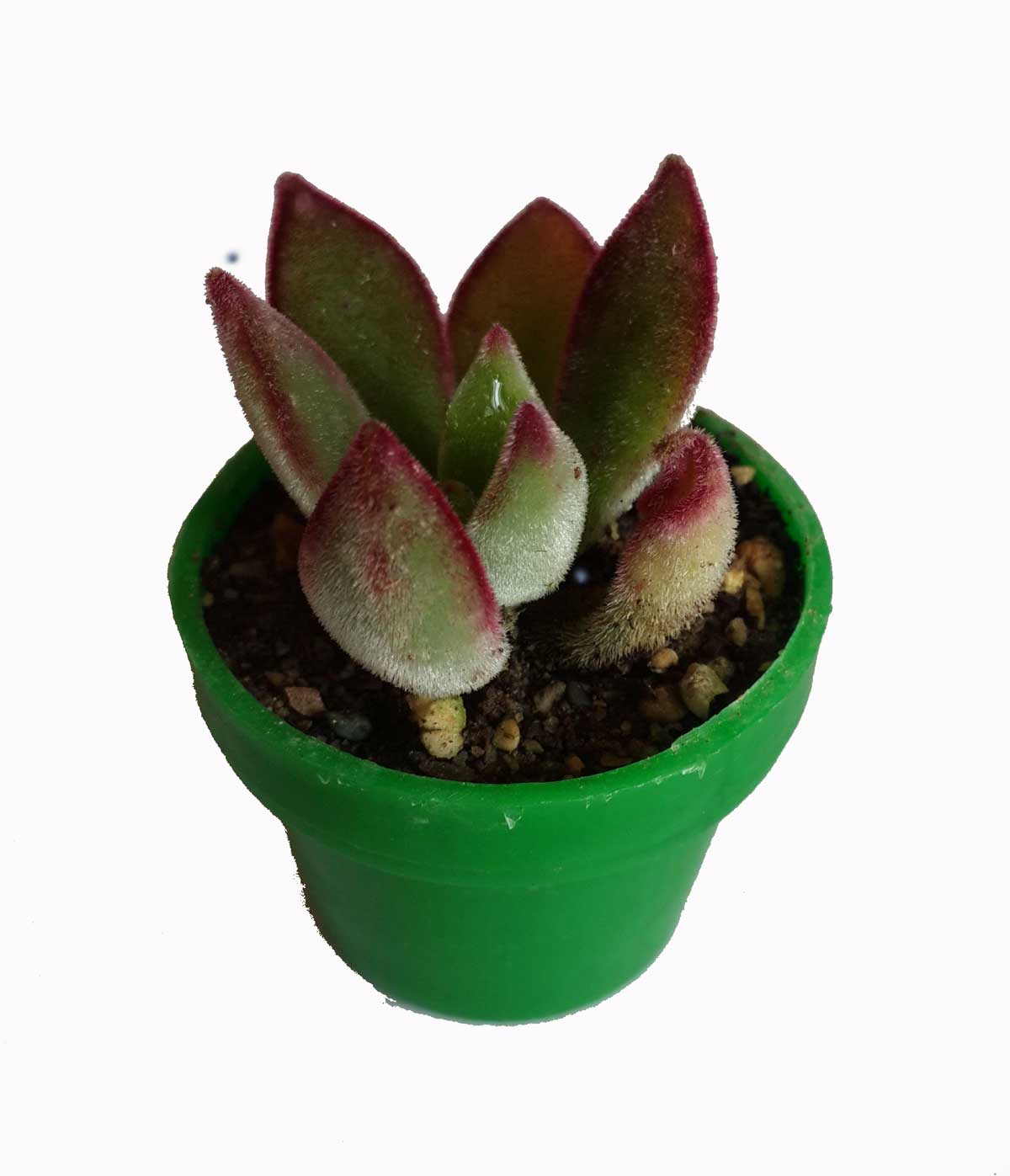 ساکولنت سایز 3