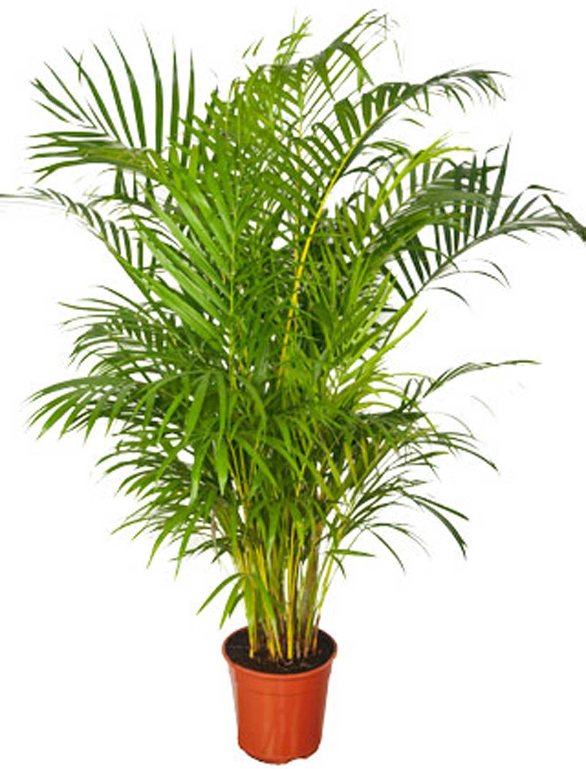 اریکا