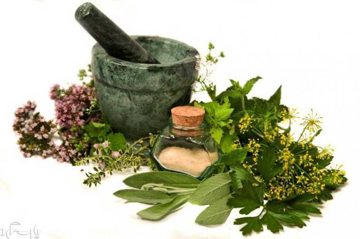 گیاه دارویی