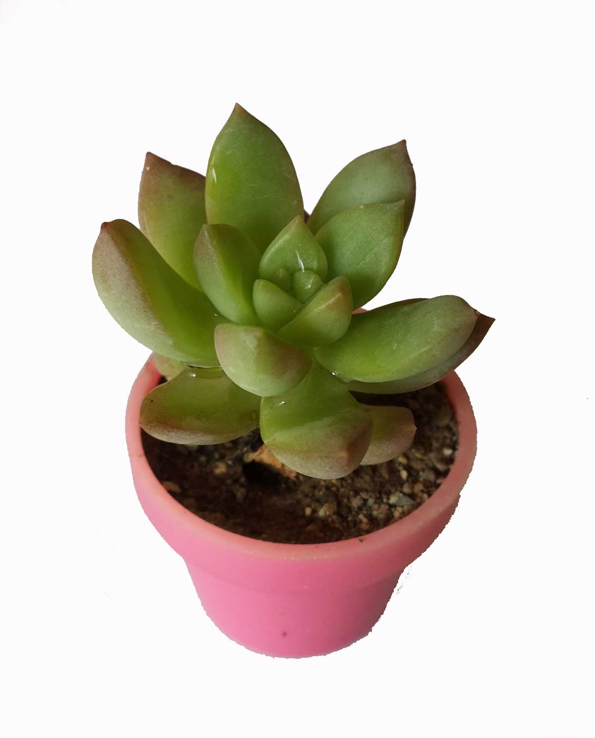 ساکولنت سایز 3