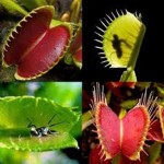 گیاه گوشتخوار ونوس