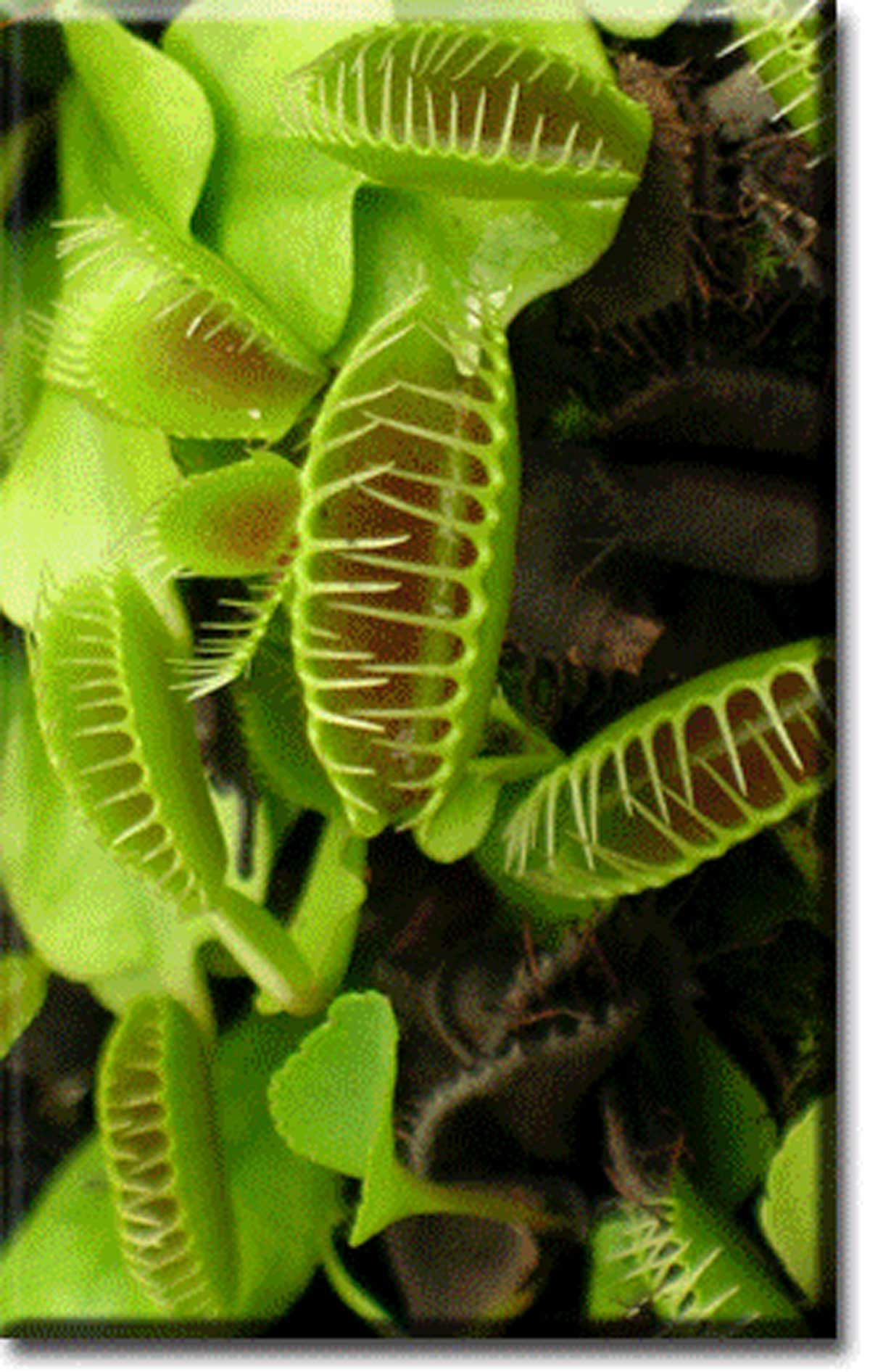 گیاه گوشتخوار
