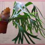 سرخس شاخ گوزنی