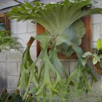 سرخس شاخ گوزنی