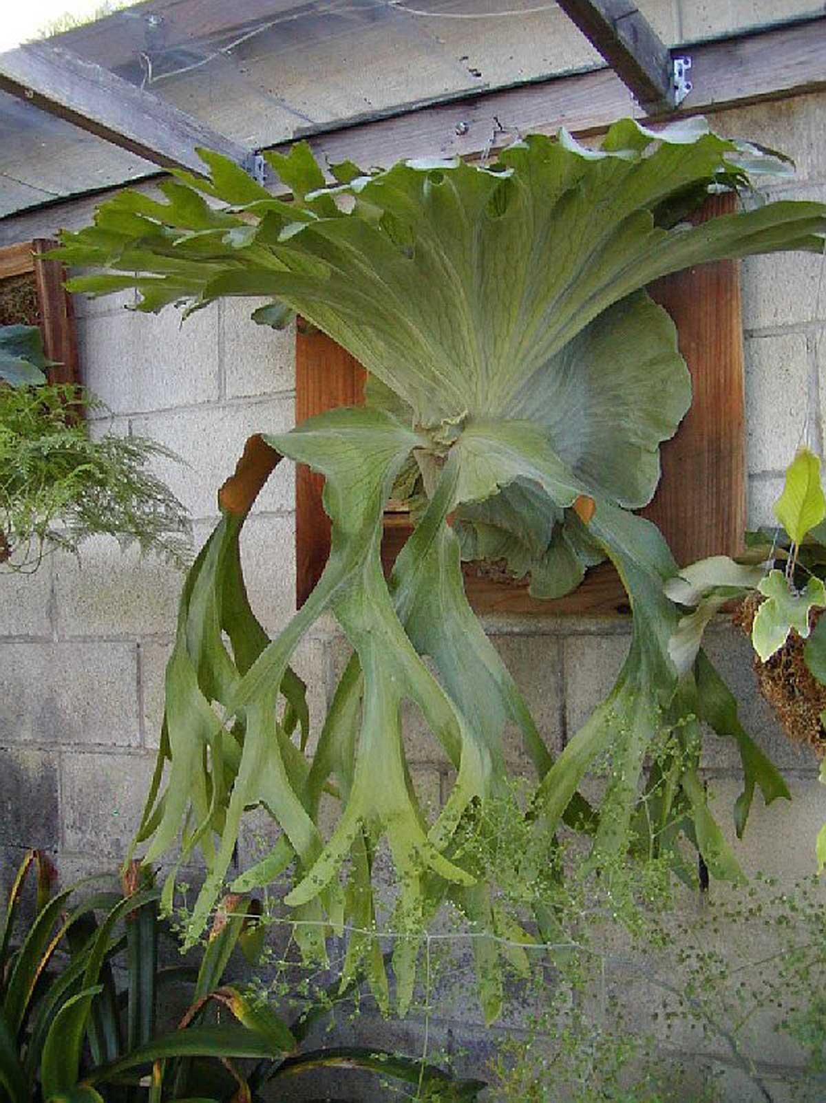 سرخس شاخ گوزنی