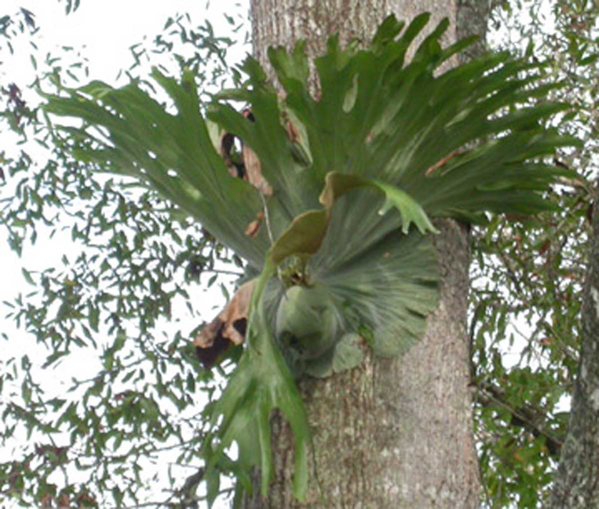 سرخس شاخ گوزنی