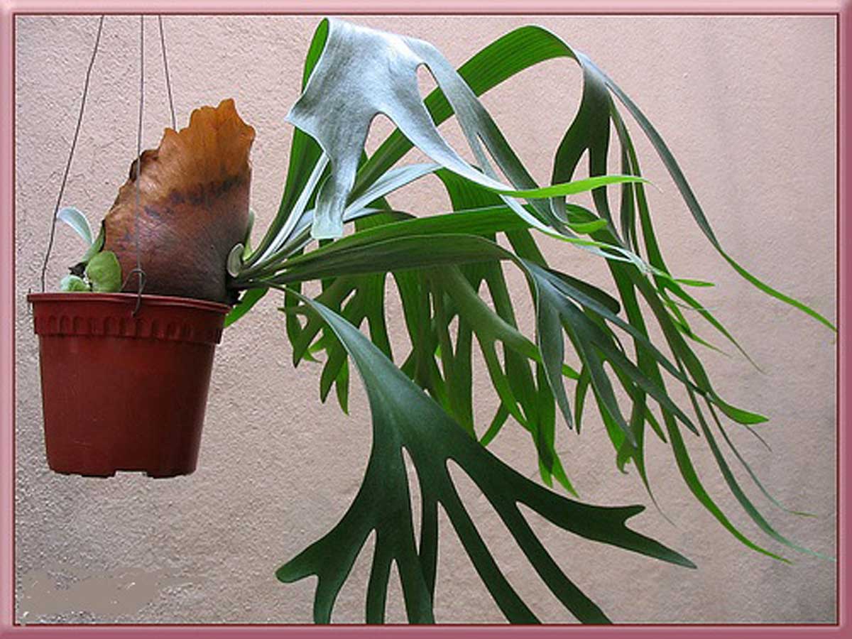 سرخس شاخ گوزنی