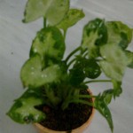 سینگونیم مینیاتور