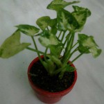 سینگونیم مینیاتور