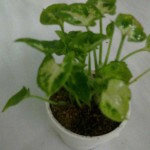 سینگونیم مینیاتور