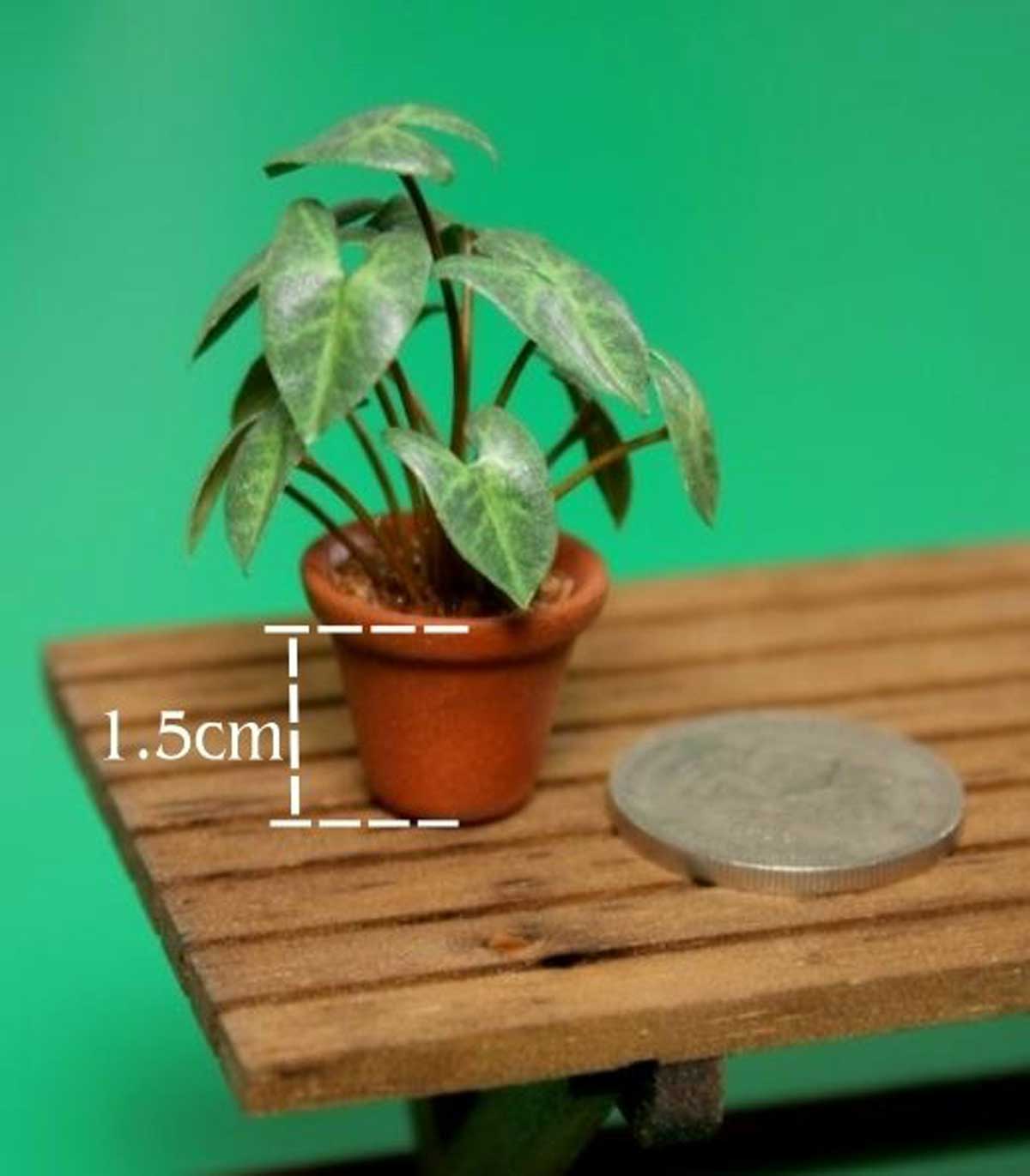 سینگونیم مینیاتور