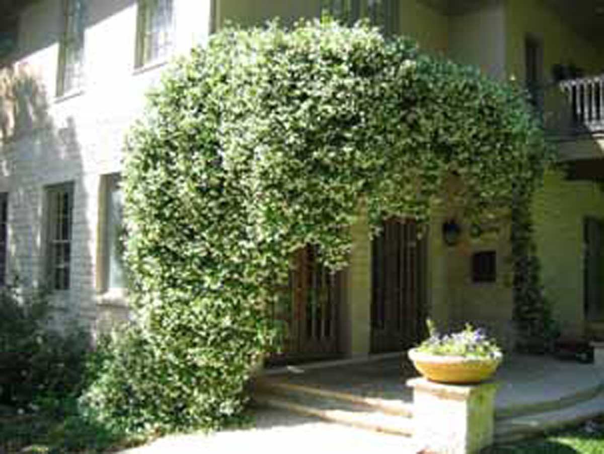 یاس سفید